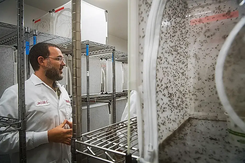 Google liberará millones de mosquitos para combatir enfermedades