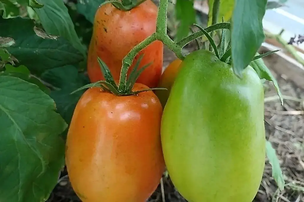 Los tomates verdes madurarán en casa: una jardinera revela un método sencillo
