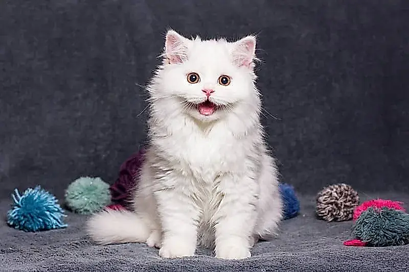 Por qué los gatos se derriten con el «ps-ps-ps»
