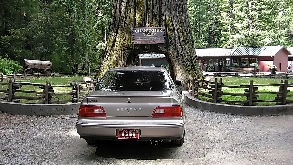 Un coche dentro de un árbol de 2.400 años: cómo ha sobrevivido una atracción turística al paso del tiempo