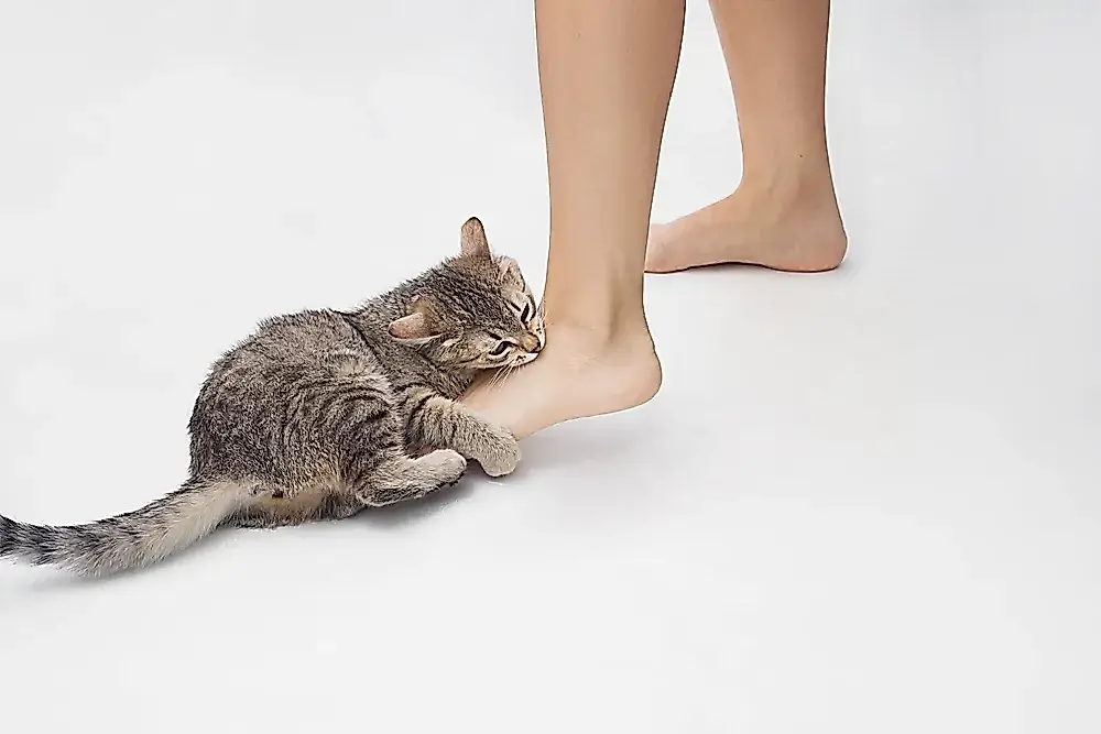Por qué muerde el gato