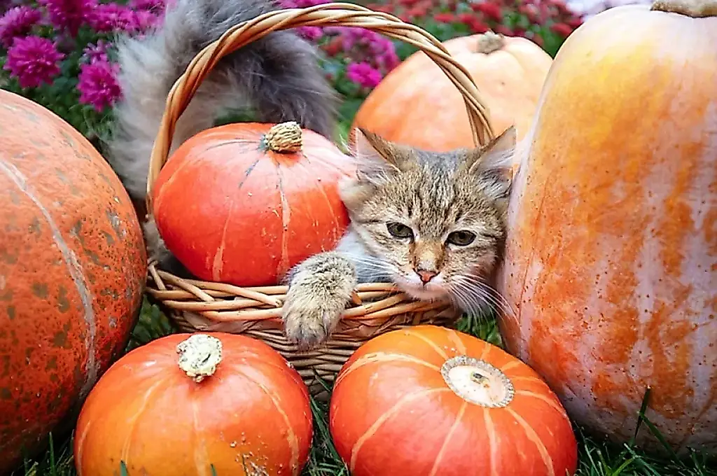 Calabazas hasta la primavera: cómo cosechar, conservar los frutos y guardar semillas sin pérdidas
