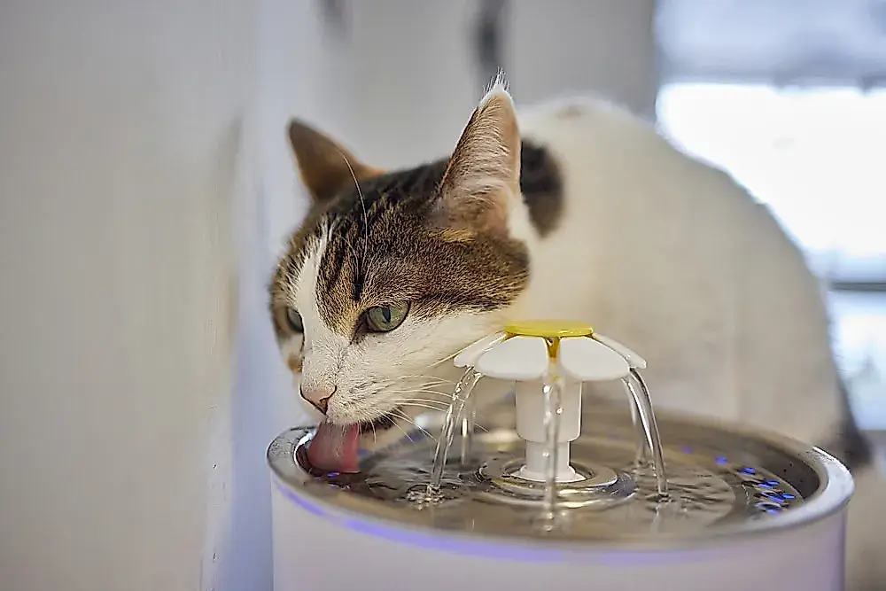 El gato bebe y lo echa a chorros: cuándo no pasa nada y cuándo toca ir al veterinario