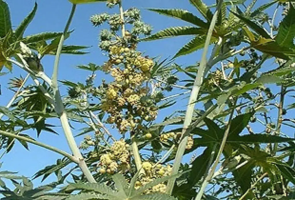 Клещевина: садовая красота с опасным сюрпризом