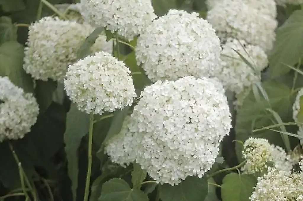 Hortensias sin pantano: cómo regar el arbusto en septiembre