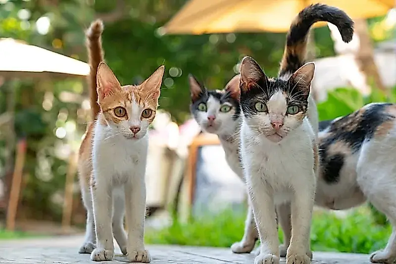 Cómo los gatos enseñaban a los futuros veterinarios