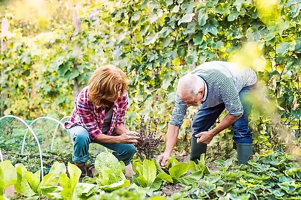 Los hortelanos deciden qué se cultivará mañana en los campos