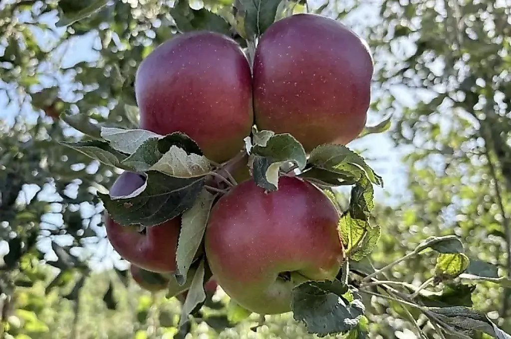 Cosecha de manzanas sin pánico: qué hacer con montañas de fruta