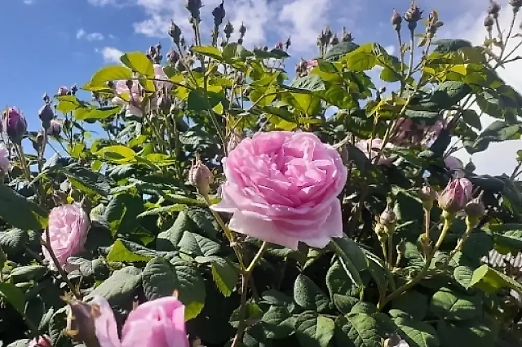 Las rosas sobrevivirán al invierno: normas para cuidarlas en otoño