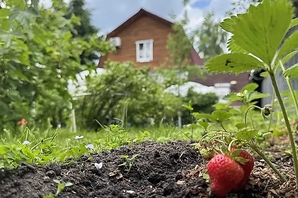 La polilla blanca americana deja los jardines sin hojas: cómo frenar la plaga en otoño
