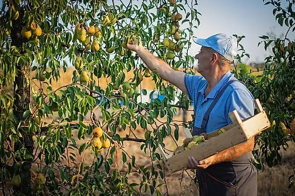 Cosecha de otoño sin errores: cuándo recoger manzanas, peras y bayas