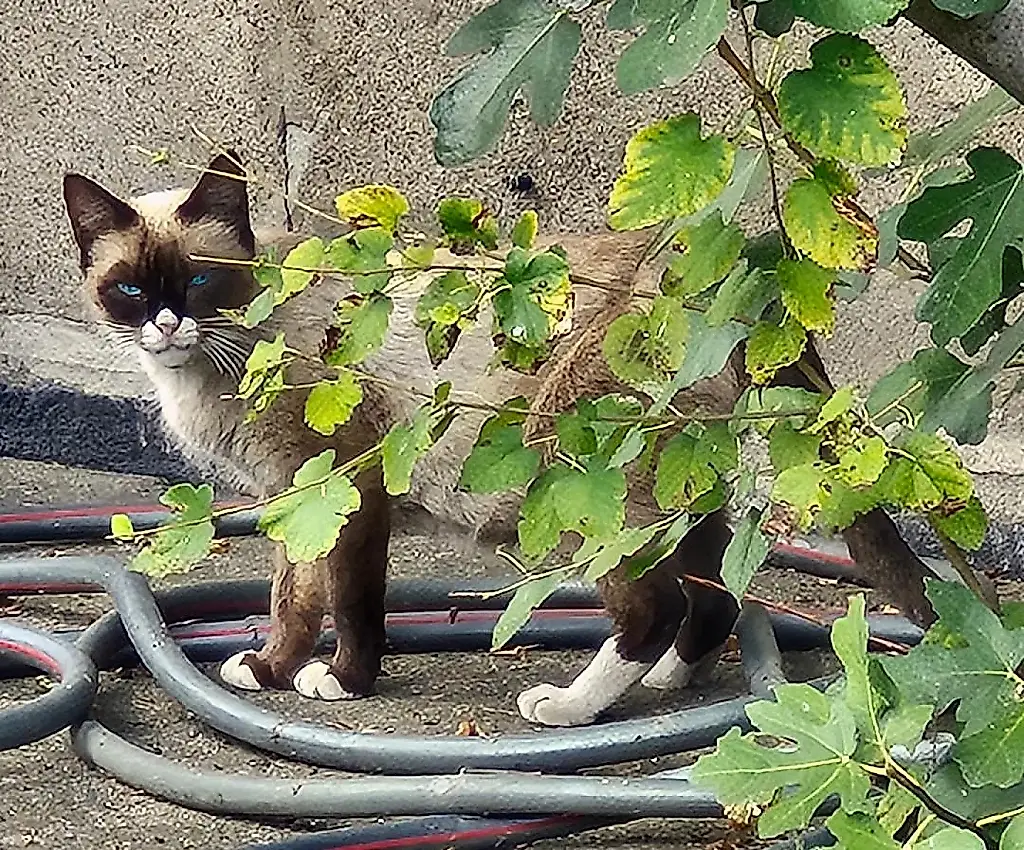 El bandido que me robó el corazón