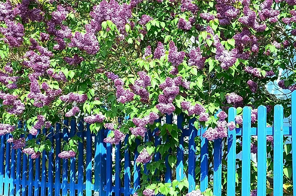 Lilas antes de las heladas: cómo plantarlo en otoño sin perder el arbusto