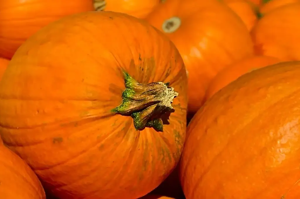 La calabaza no quiere saber nada del sótano