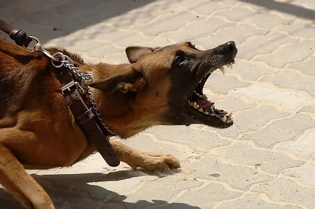 Un desconocido salva al nieto de Daria Dontsova de un perro en la región de Moscú