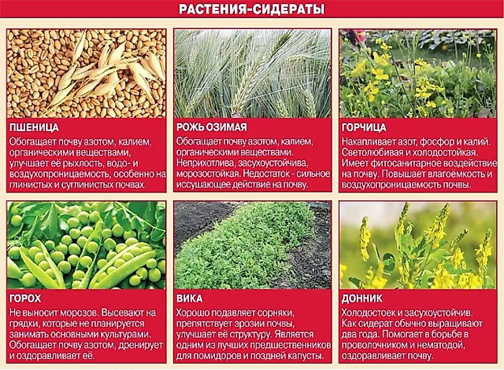 Trucos para el huerto: abonos verdes de China