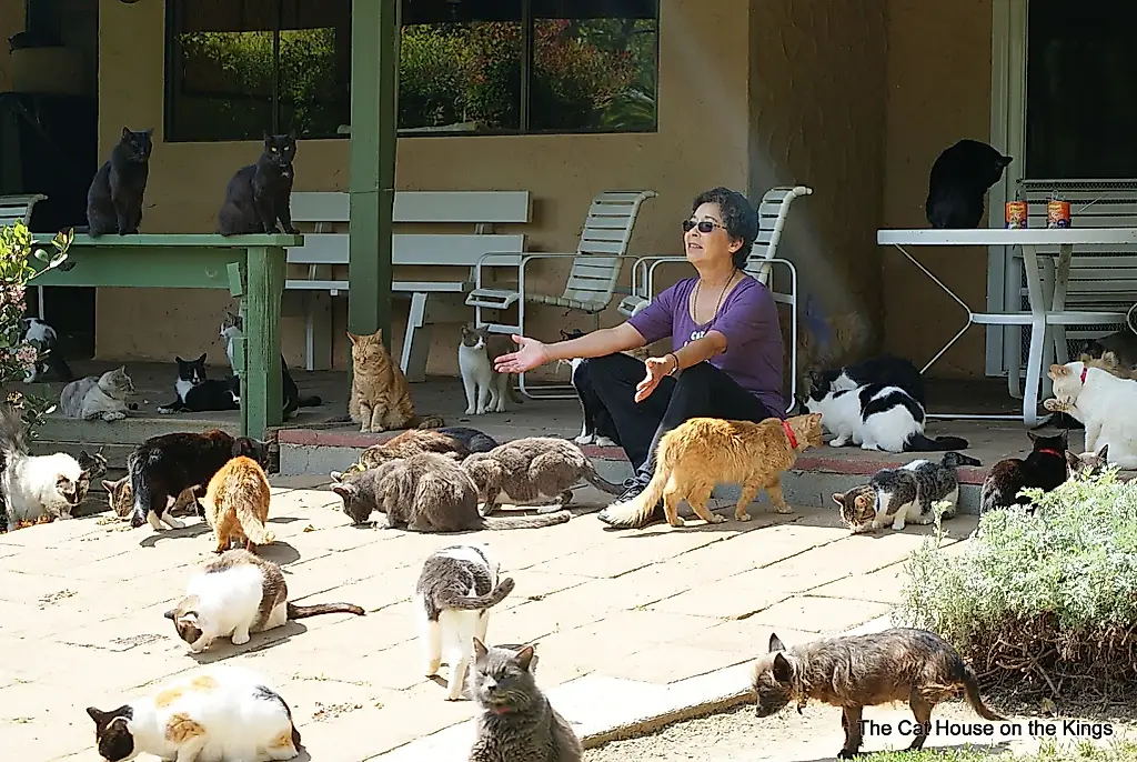 Cómo una jubilada creó un paraíso para cientos de gatos: un hogar felino junto al río