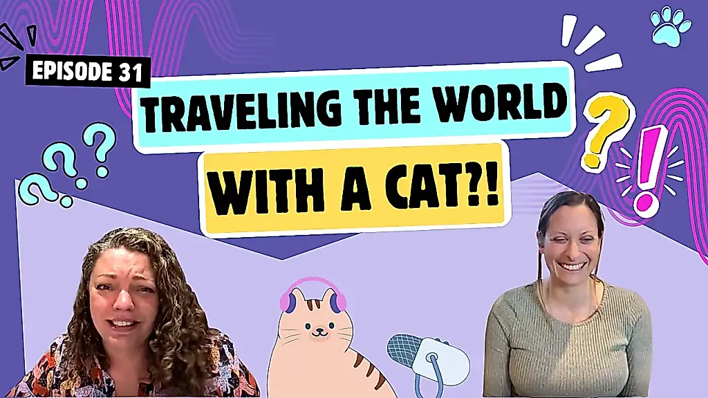 Viajar con un gato: mitos y realidad