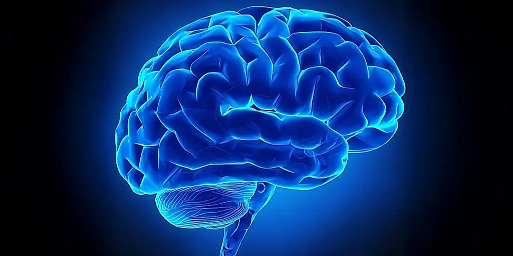 La evolución de las opiniones políticas está vinculada a cambios en el cerebro