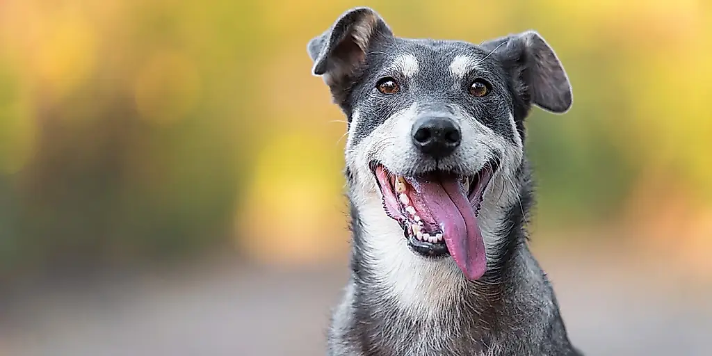 Los perros distinguen las emociones humanas