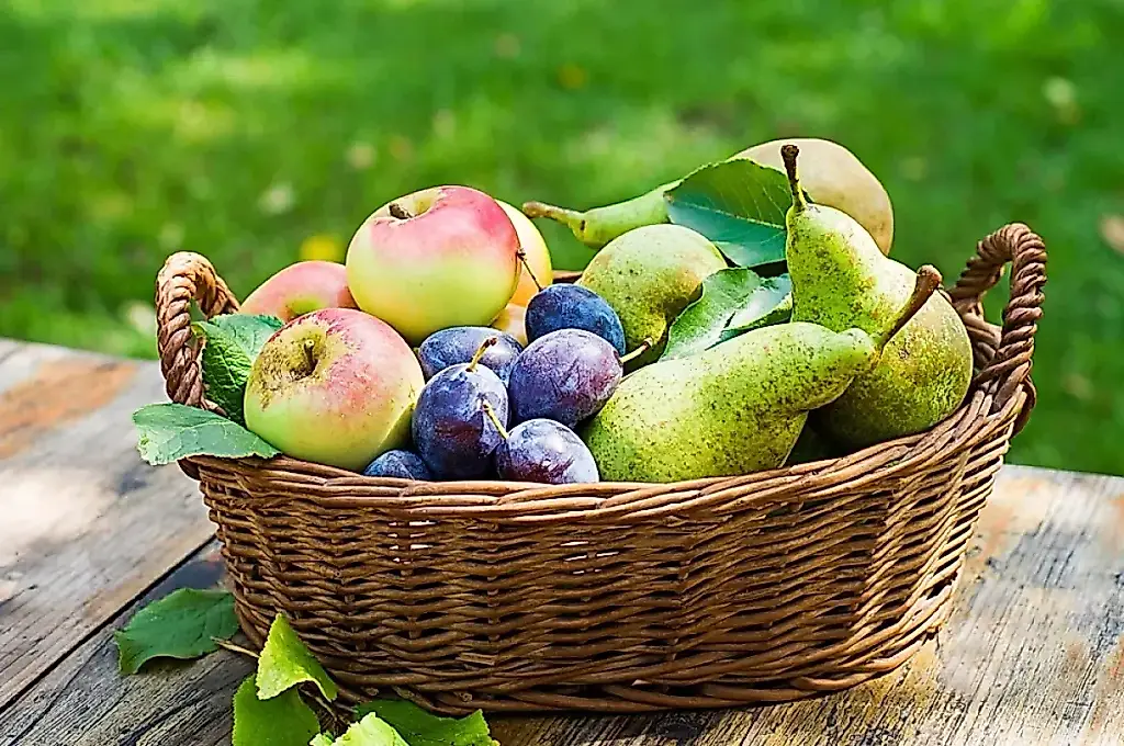 Test de madurez. Cuándo recoger peras, manzanas y ciruelas y cómo tratar el árbol