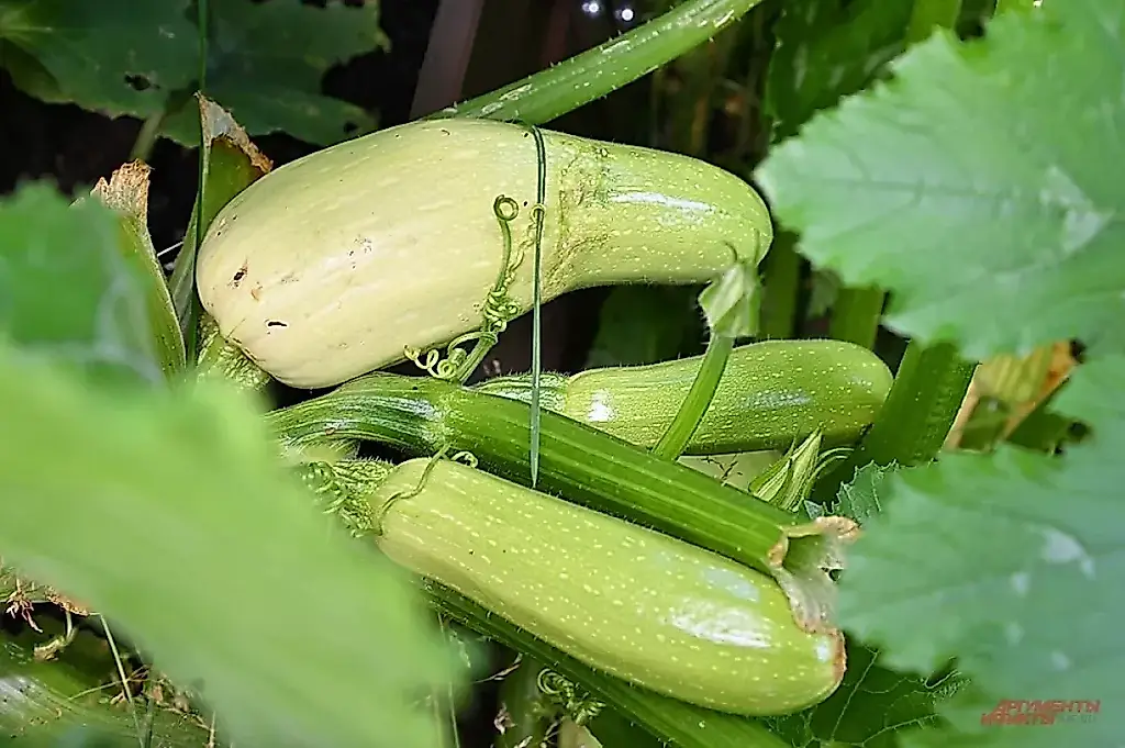 ¿Qué hacer con tantos calabacines? La saga rusa de la eterna disputa entre los hortelanos y la cosecha