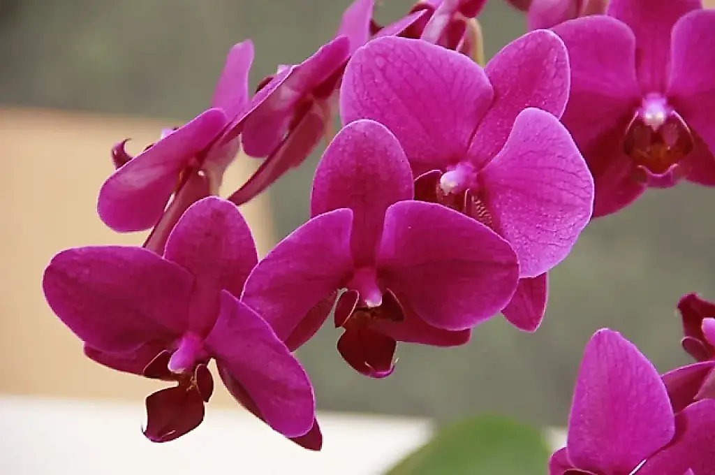 Un agroquímico desvela el secreto para que las orquídeas florezcan fuera de temporada