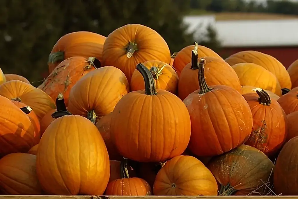 Calabazas sin pérdidas: cuándo cosecharlas y cómo conservarlas hasta la primavera