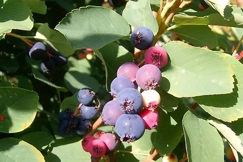 Irga y aronia: plantación otoñal sin errores de jardín