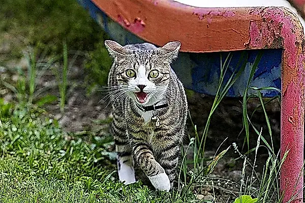 Por qué tu gato se comporta de forma extraña