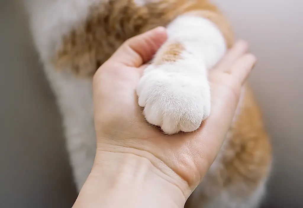 Cómo un amante de los perros acabó rindiéndose a un gato