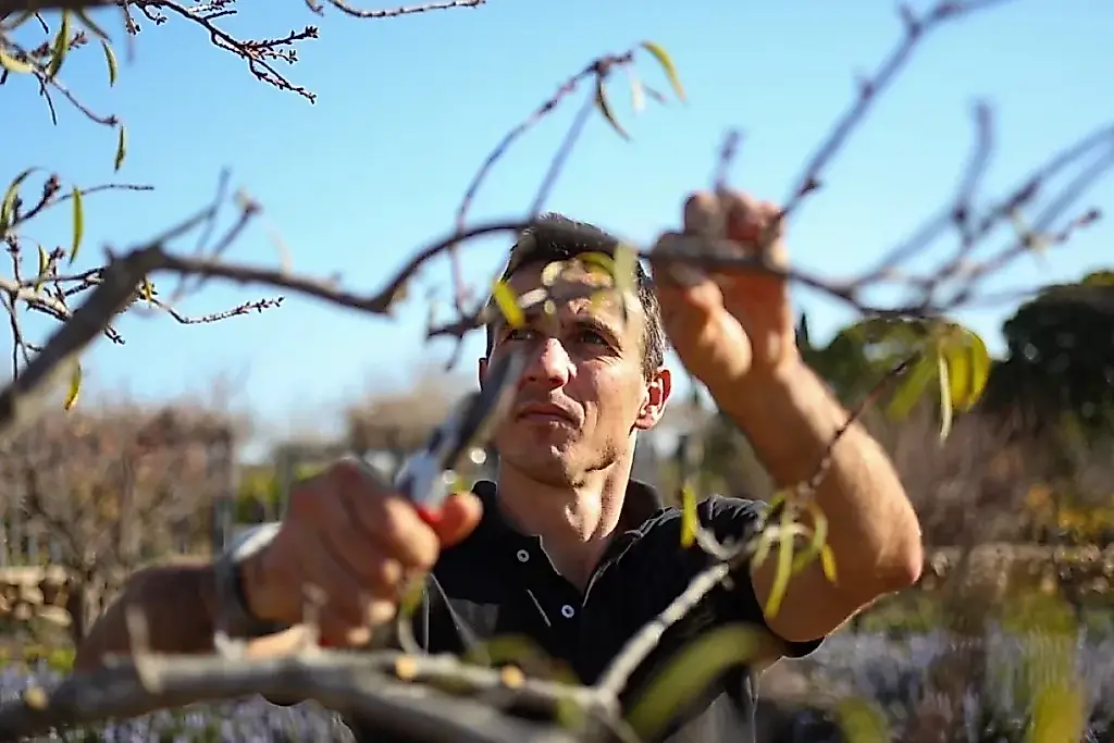 Tijeras de podar contra el jardín: qué arbustos se pueden podar en otoño y cuáles conviene dejar tranquilos