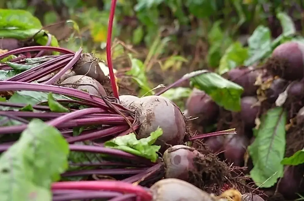 La cosecha tardía: toca recoger antes de que el otoño lo haga por su cuenta