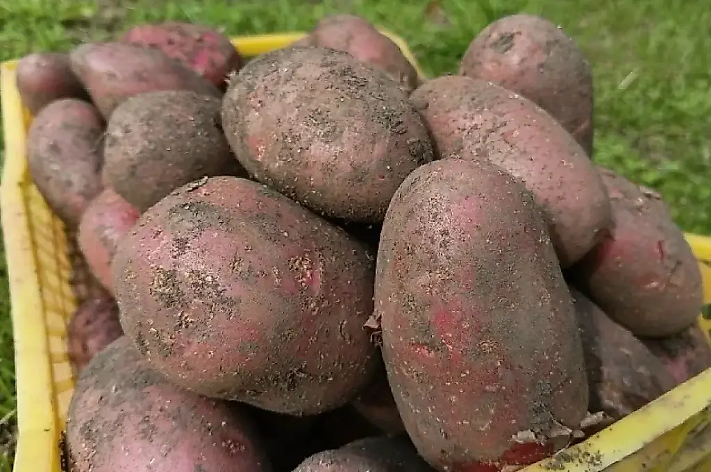 Patatas contra manzanas: cómo conservar la cosecha sin pérdidas