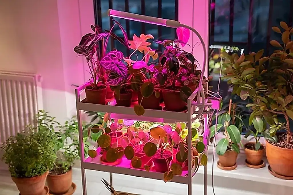 Qué plantas de jardín sobrevivirán al traslado a un piso