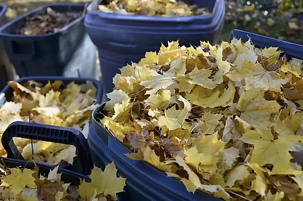 Las hojas no son basura: cinco formas de aprovechar la hojarasca otoñal en el jardín