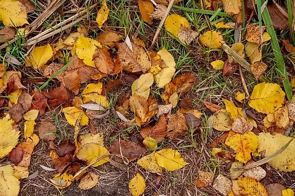 Hojas en vez de basura: un agrónomo explica cómo convertir la hojarasca otoñal en protección para el huerto