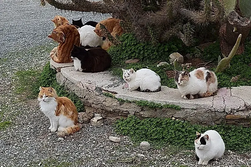 Esterilizar para evitar la catástrofe felina