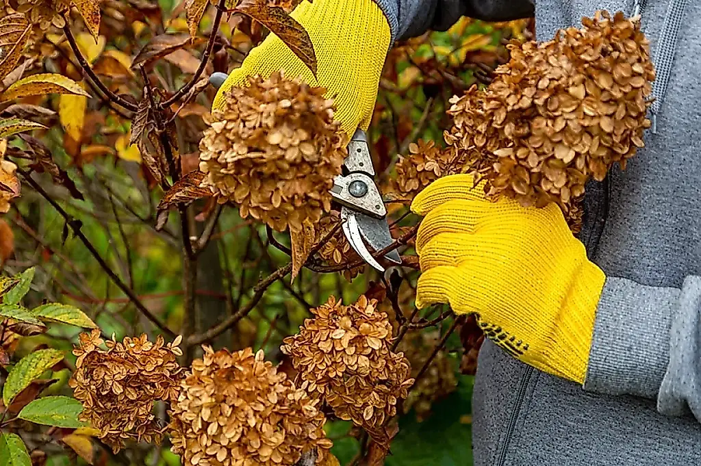 La tijera de podar en otoño: qué arbustos no se deben podar en octubre