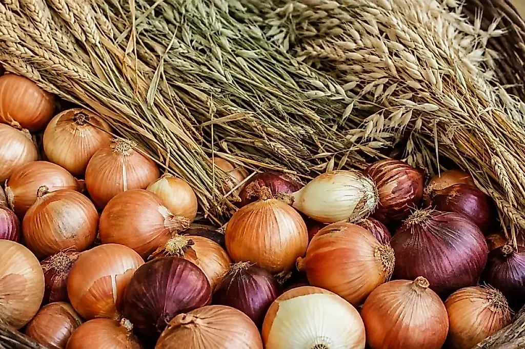 Cebollas sin espigas: preparación otoñal de los bulbos para plantar