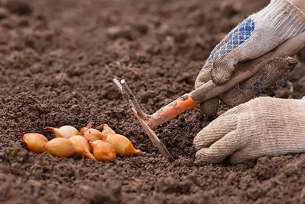 Cebollas antes del invierno: la cosecha empieza con el frío