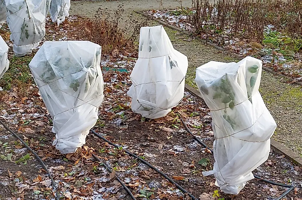 Las rosas sobrevivirán al invierno si no las ahogas a base de cuidados