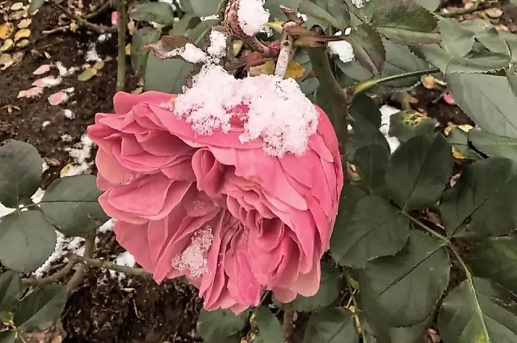 Las rosas no necesitan una «casa de invierno»: una agrónoma explica qué arbustos soportan las heladas sin cubrirlos