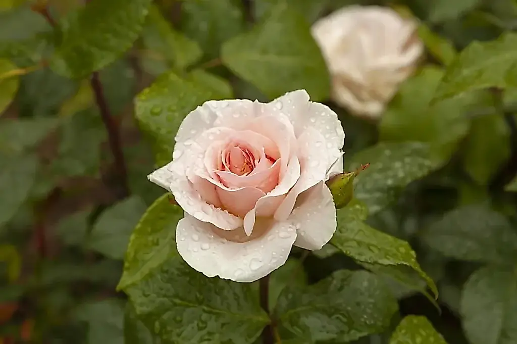 Cinco trampas de jardín