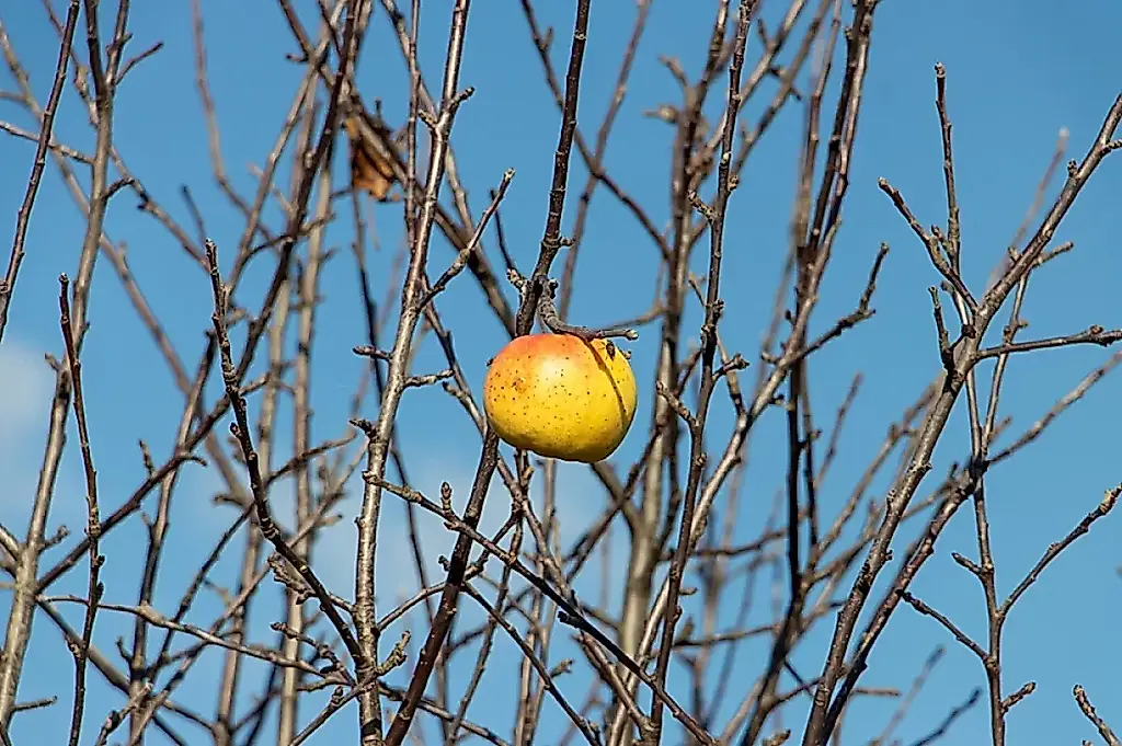 Jardín de otoño: ocho formas de perjudicar a los árboles con la mejor intención