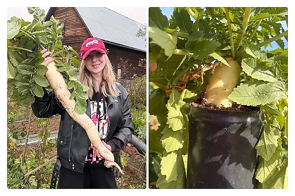 Daikon gigante: cómo cultivar una raíz recta