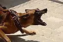 Дарья Донцова
