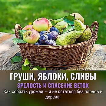 Тест на зрелость. Когда собирать груши, яблоки, сливы и как лечить дерево