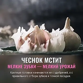 Чеснок не прощает мелочей