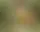 Los últimos colores de Arnett